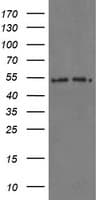 PSMA6 Antibody (clone OTI3B8)