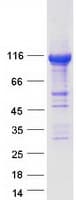Human SPATA5 Protein (Recombinant Myc-DDK (Flag))