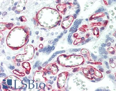 IHC-plus™ PTGER2 / EP2 Antibody (230-310 aa, C-terminal)