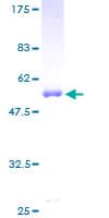 Human PPM1B Protein (Recombinant GST)