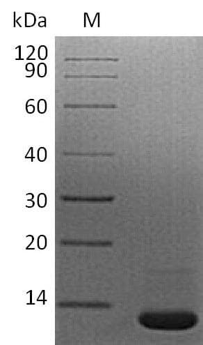 Mouse TGFB1 / TGF Beta 1 Protein (Recombinant)