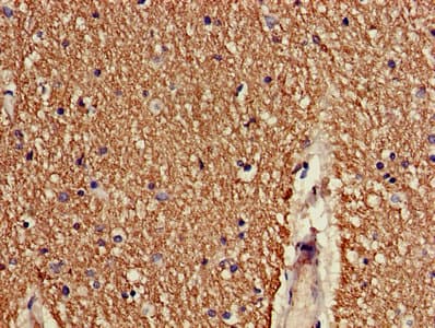 CNTNAP1 / CASPR / p190 Antibody (aa26-356)