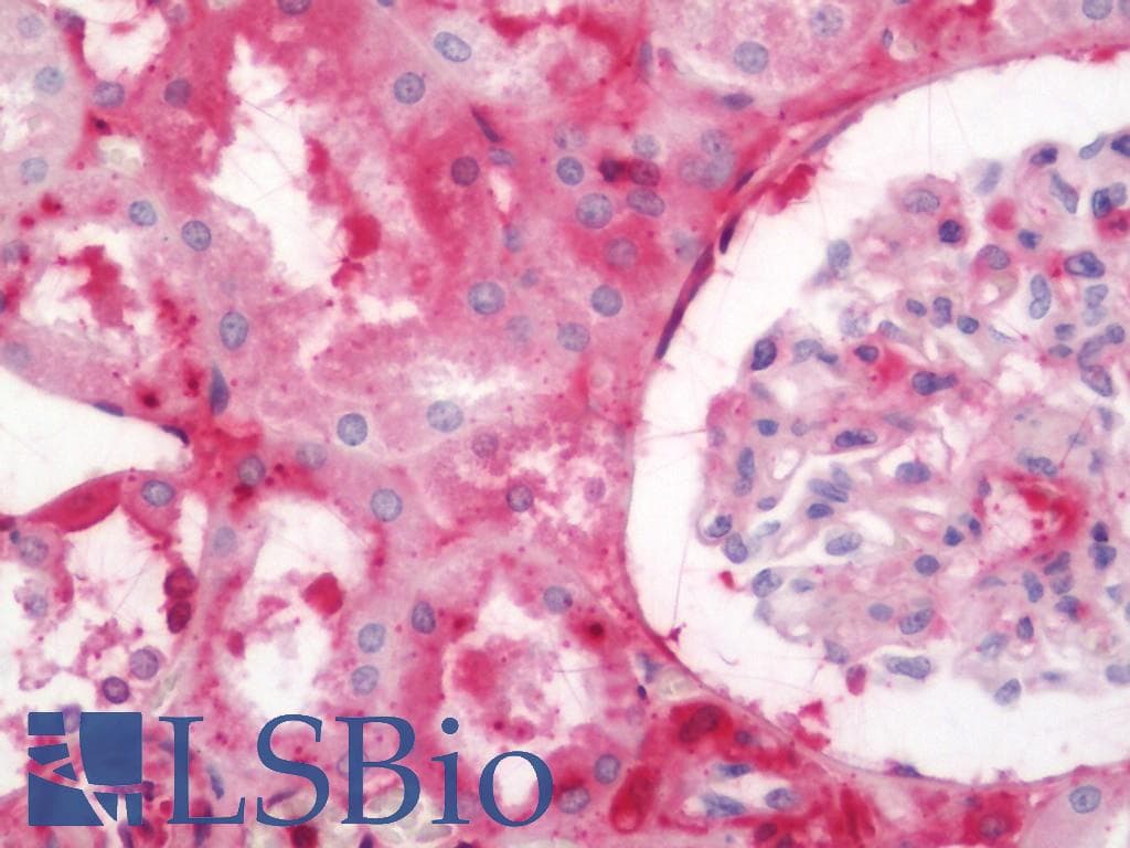 IHC-plus™ AHSG / Fetuin A Antibody