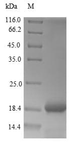Dahlia merckii Defensin-like protein 1 (Recombinant 6His-B2M, N-terminus)