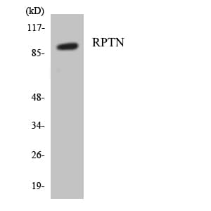 RPTN / Repetin Antibody (aa631-680)