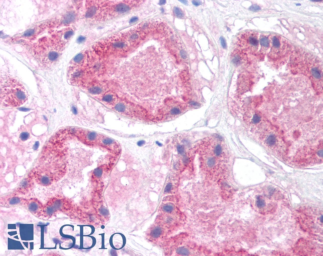 HNF4A / HNF4 Antibody (N-Terminus)