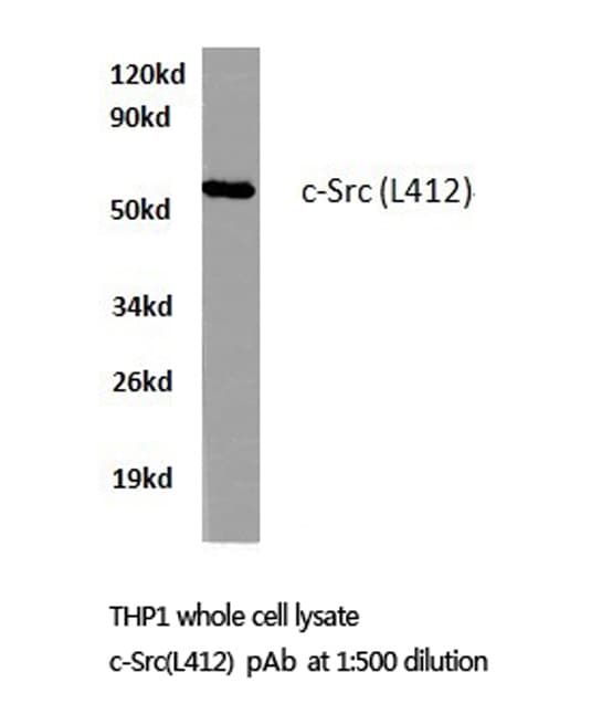 SRC Antibody (Leu412)