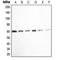 SRC Antibody (phospho-Tyr529)