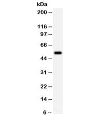 Polyclonal Rabbit anti-Human CCNA1 / Cyclin A1 Antibody (WB)