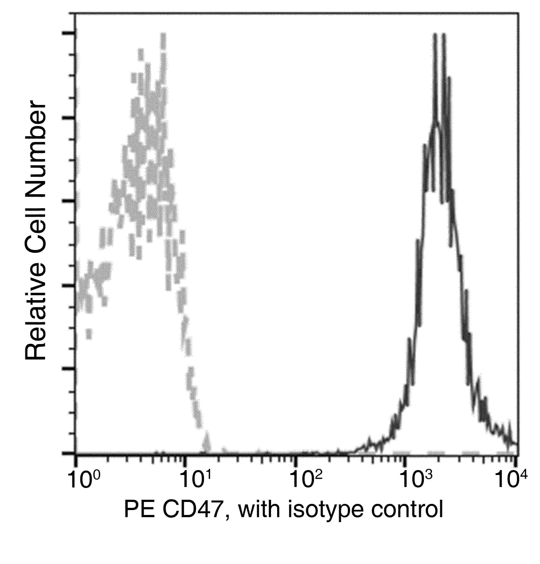 Monoclonal Mouse anti-Human CD47 Antibody (clone 07, PE)