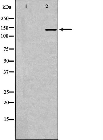 NTRK1 / TrkA Antibody