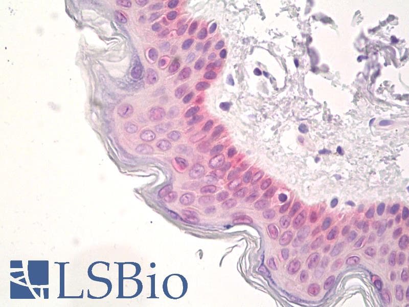 IHC-plus™ SOX2 Antibody (aa100-150)