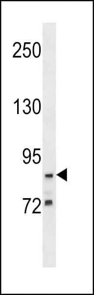 G2E3 / KIAA1333 Antibody (aa226-252)