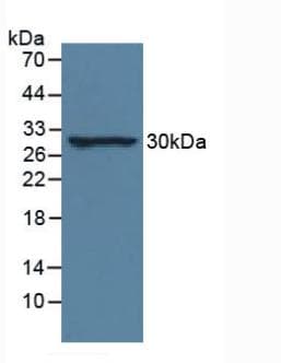 IL-33 Antibody (APC)