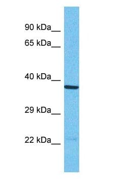 OR1N1 Antibody (C-Terminus)