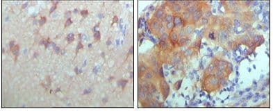 ERBB3 / HER3 Antibody (Amino Acid: 1175-1275, clone 3F10F6)