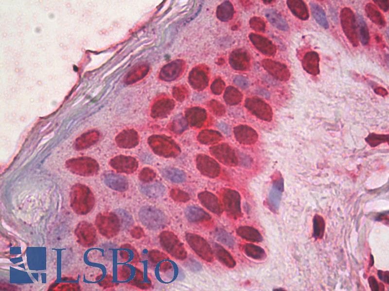 IHC-plus™ Monoclonal Mouse anti-Human HMG1 / HMGB1 Antibody (clone IMG19N15F4, IHC, WB)