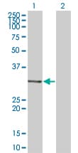 MDFI / I-MF Antibody (clone 3B4)