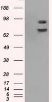 Monoclonal Mouse anti-Human CYPOR / POR Antibody (clone OTI3F10, IHC, IF, WB)