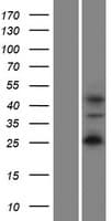 WIPF2 / WIRE Protein (Over-Expression Lysate Myc-DDK (Flag))