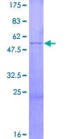 Human GZMM / Granzyme M Protein (Recombinant GST)