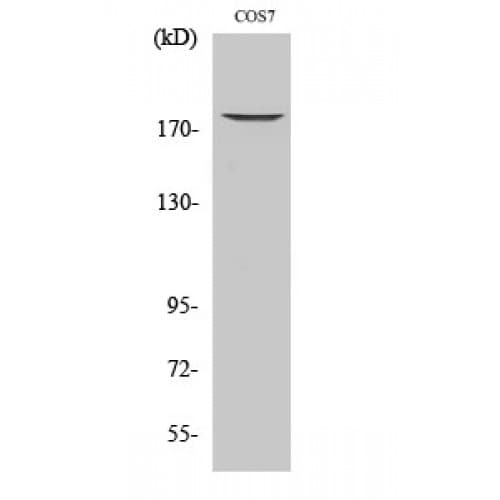 EGFR Antibody (620-700 aa)