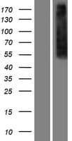 OPRM1 / Mu Opioid Receptor Protein (Over-Expression Lysate Myc-DDK (Flag))