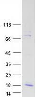 Human MLN / Motilin Protein (Recombinant Myc-DDK (Flag))