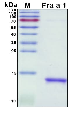 Fragaria ananassa Fra a 1 Protein (Recombinant His, N-Terminal)