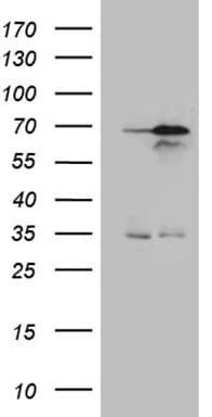 NPAS1 Antibody (aa319-522, clone OTI1H5)