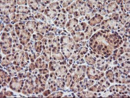 PSMA4 Antibody (clone OTI4B8, Carrier-free)