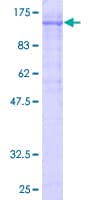 Human KF1 / RNF103 Protein (Recombinant GST)
