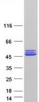 Human CKMT2 Protein (Recombinant Myc-DDK (Flag))