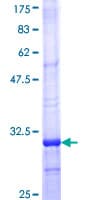 Human Mtnd4 Protein (Recombinant GST)