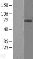 Human CD105 Protein (Over-Expression Lysate Myc-DDK (Flag))