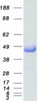 Human MAPT / Tau Protein (Recombinant Myc-DDK (Flag))