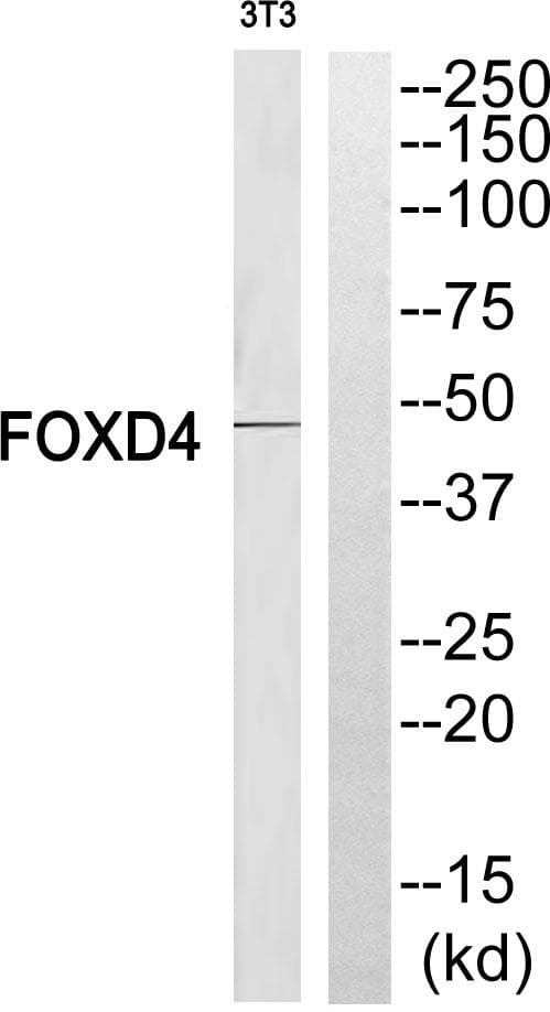 FOXD4 Antibody