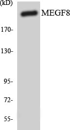 MEGF8 Antibody (aa1225-1274)