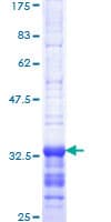 Human ID2 Protein (Recombinant GST, N-terminus)