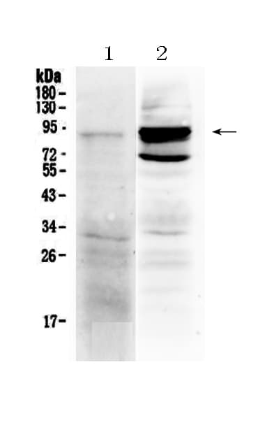 TLR2 Antibody