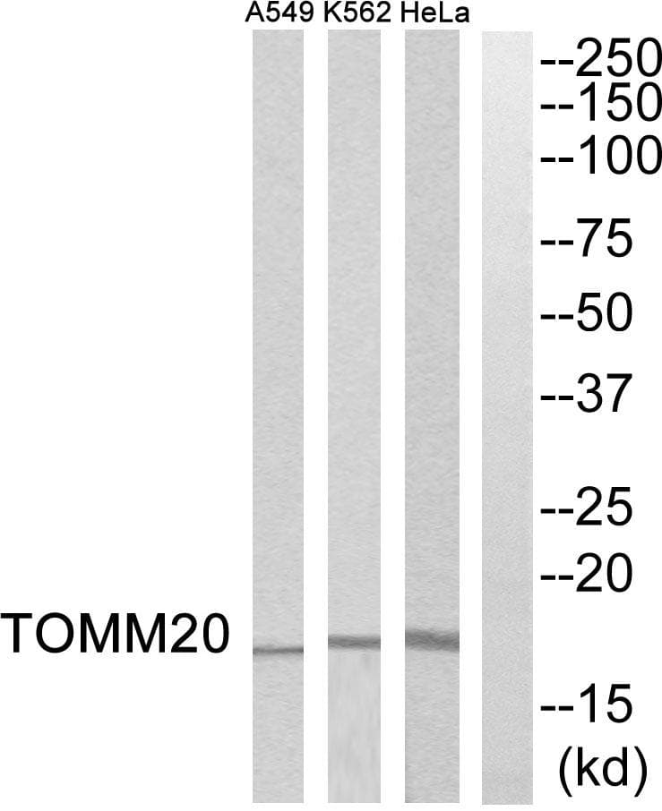 TOMM20 Antibody