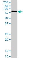 Monoclonal Mouse anti-Human BRD3 Antibody (clone 6C10, WB)