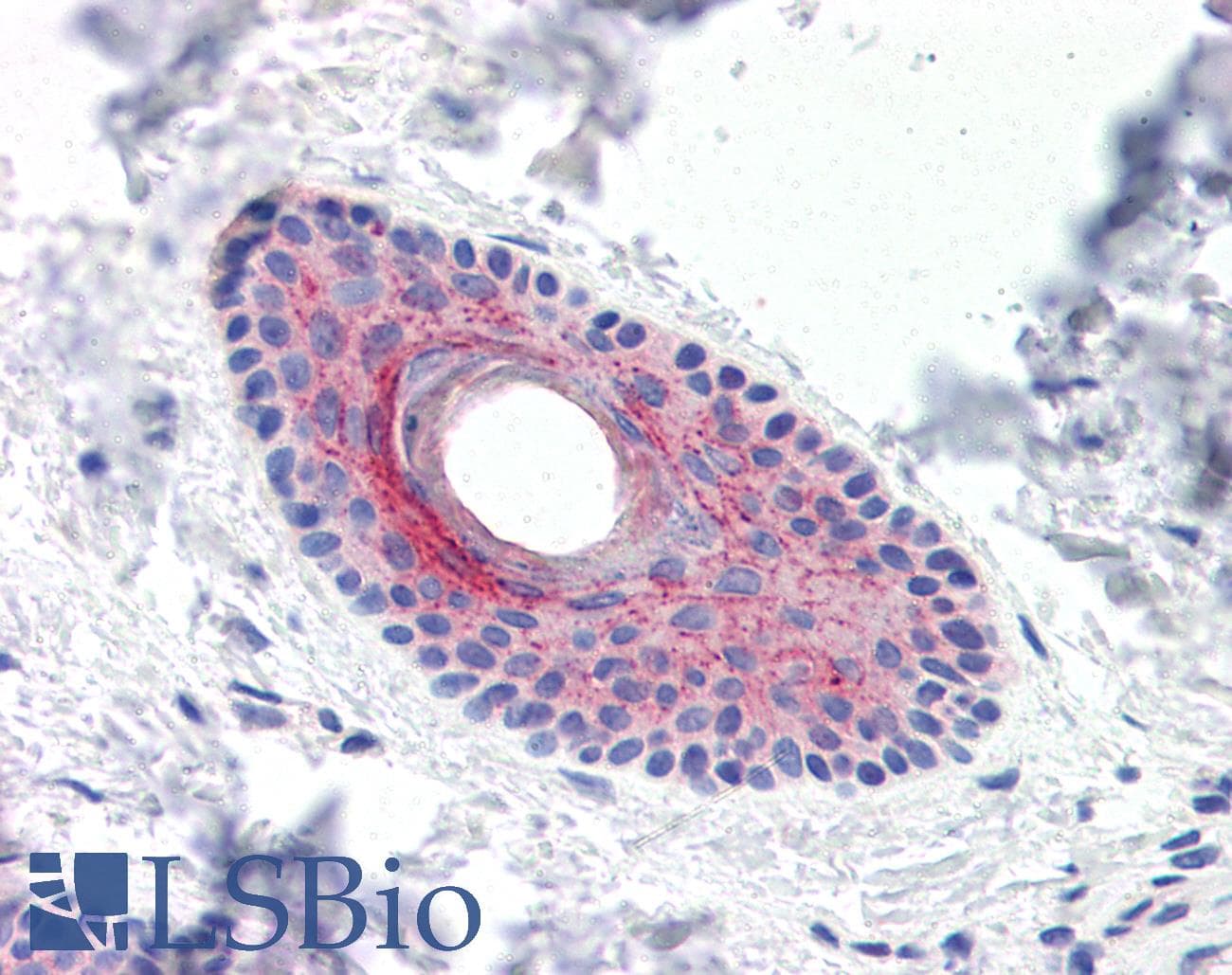 IHC-plus™ C4.4A / LYPD3 Antibody (C-Terminus)