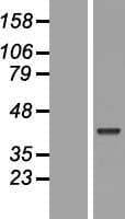 POU5F2 Protein (Over-Expression Lysate Myc-DDK (Flag))