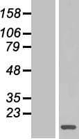 DAPL1 Protein (Over-Expression Lysate Myc-DDK (Flag))