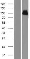 Human LDLR / LDL Receptor Protein (Over-Expression Lysate Myc-DDK (Flag))