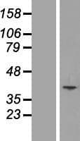 SLC25A51 / MCART1 Protein (Over-Expression Lysate Myc-DDK (Flag))