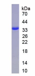 Rat ANXA5 / Annexin V Protein (Recombinant His)