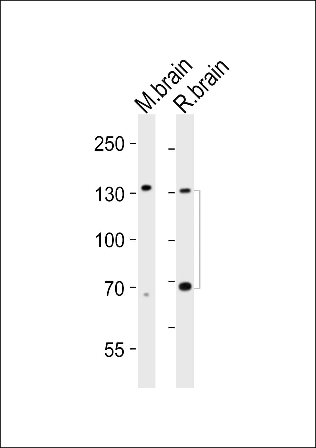 Monoclonal Mouse anti-Mouse NTRK3 / TRKC Antibody (clone 1454CT394.87.35, WB)