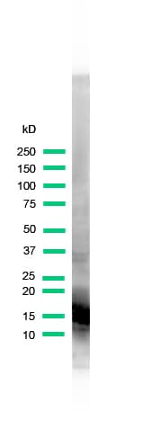 Polyclonal Rabbit anti-Human MB / Myoglobin Antibody (WB)